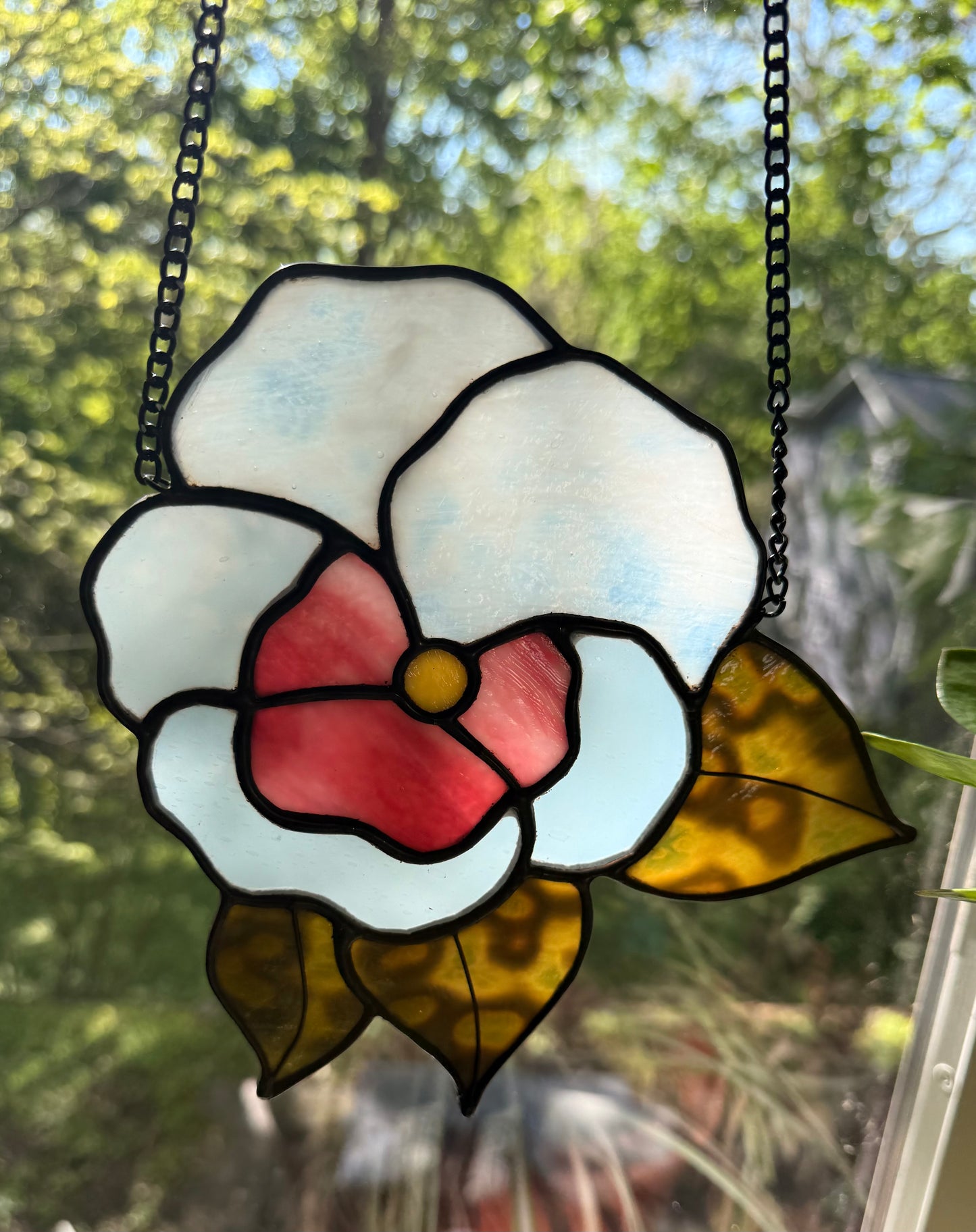 Pansy