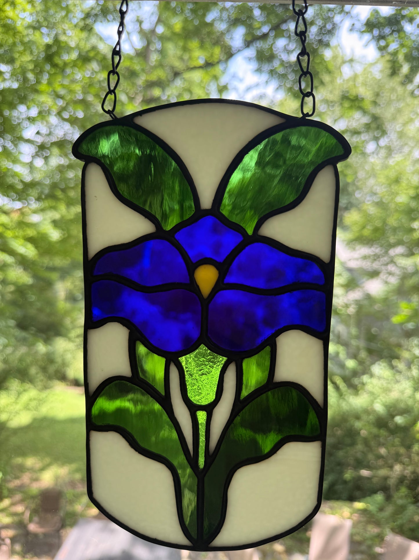 Oval Morning Glory