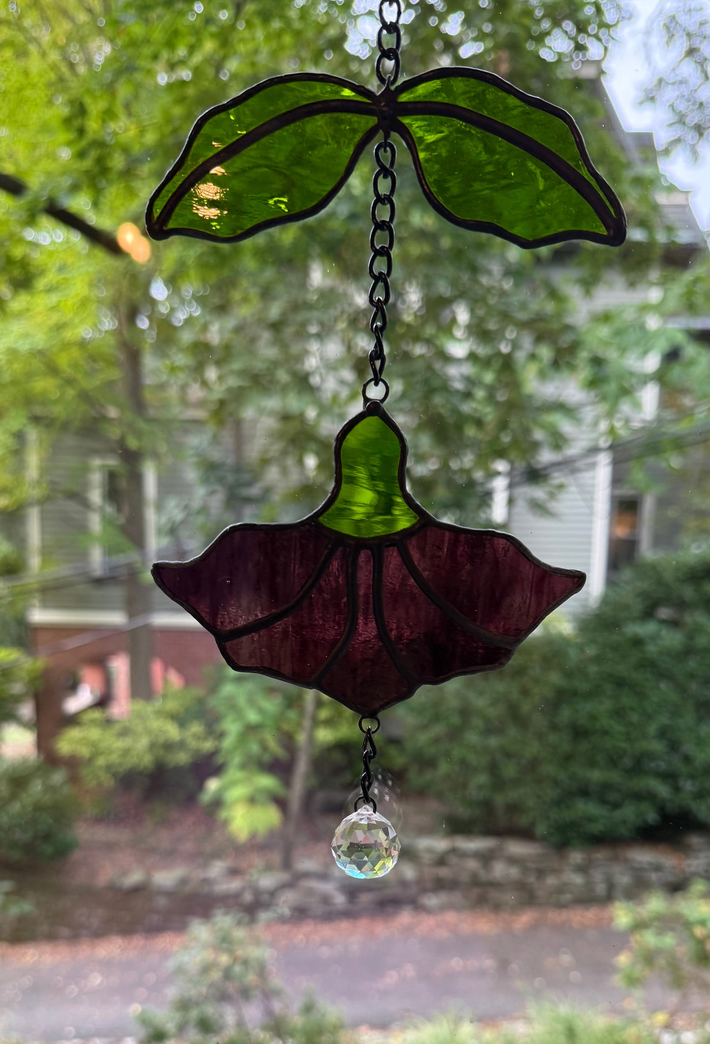 Hanging Trumpet Flower