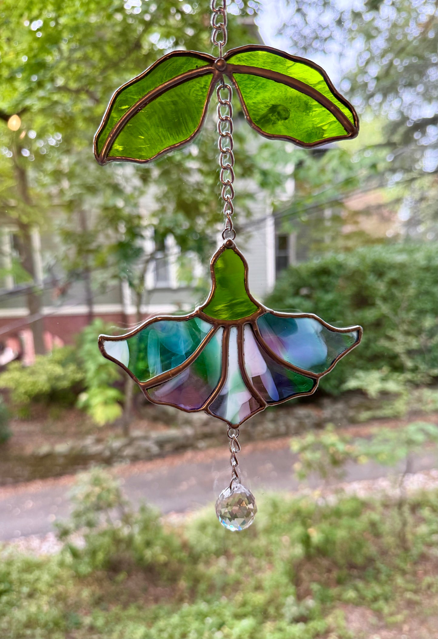 Hanging Trumpet Flower