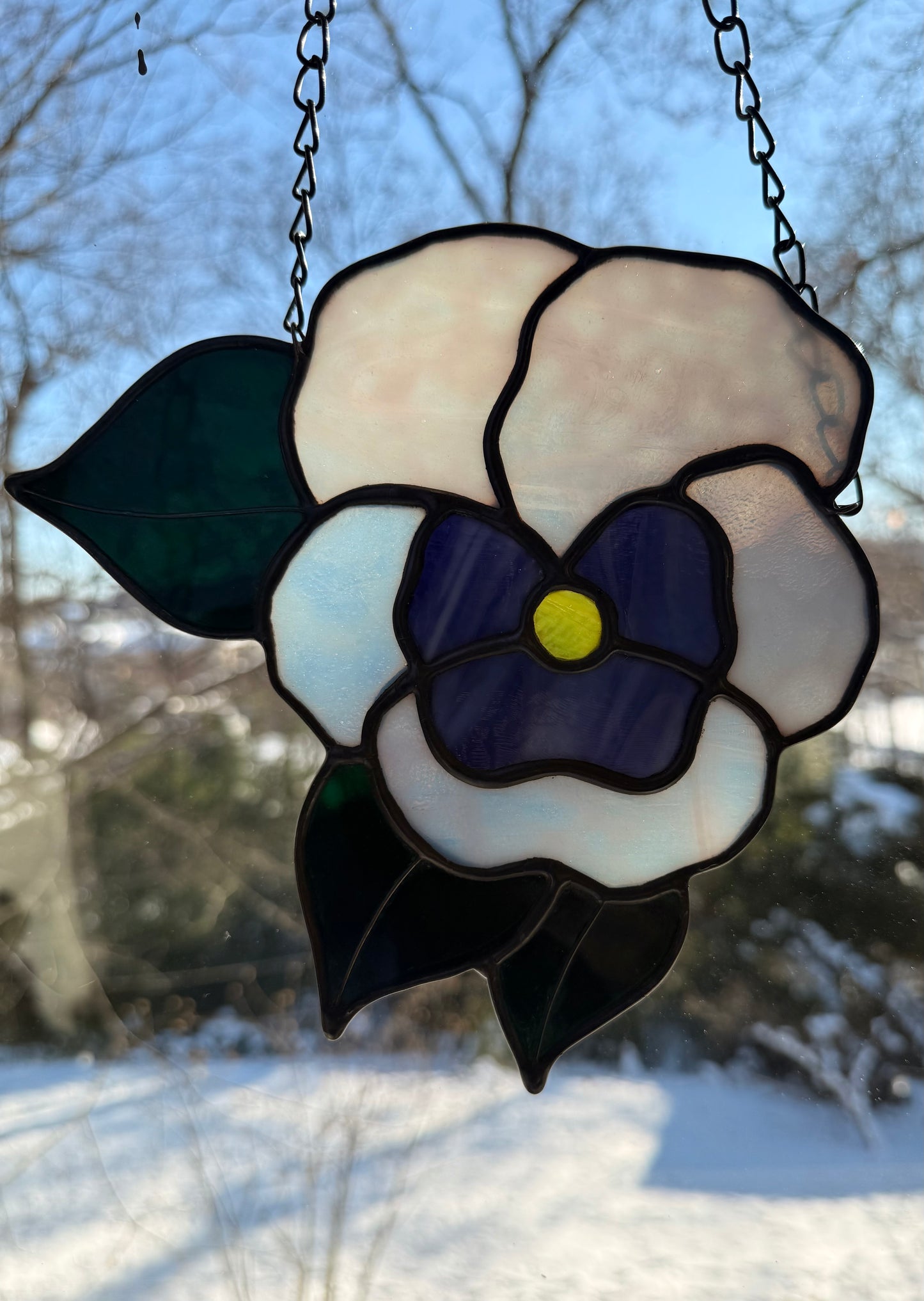 Pansy