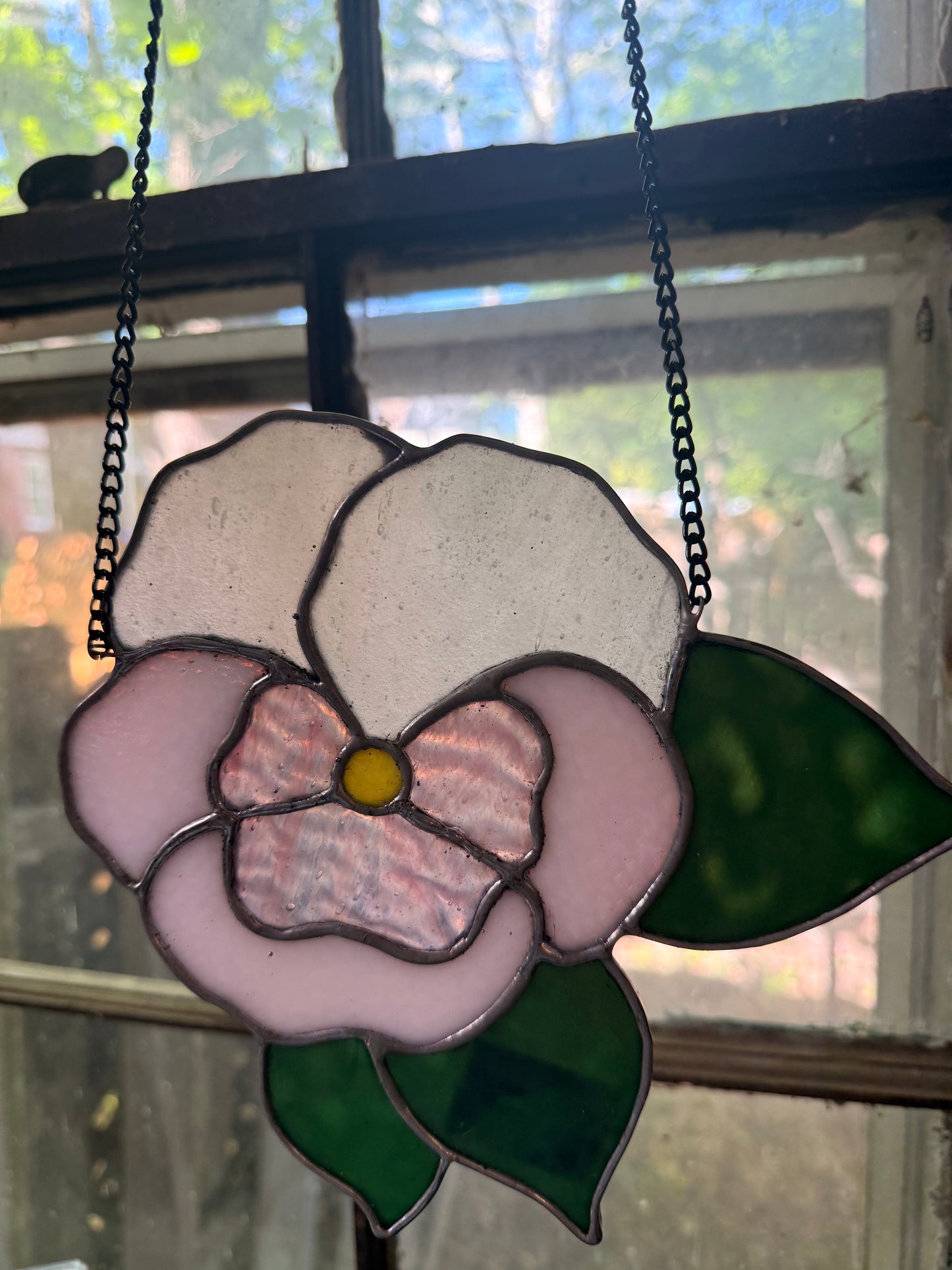 Pansy